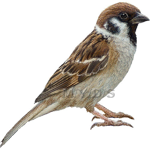 Sparrow clipart #3, Download drawings