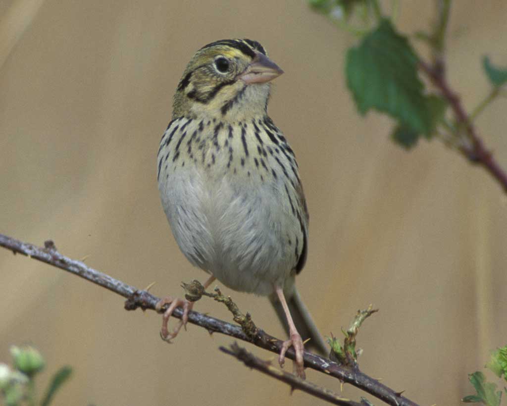 Henslow's Sparrow clipart #15, Download drawings