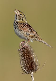 Henslow's Sparrow coloring #7, Download drawings