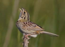 Henslow's Sparrow coloring #13, Download drawings