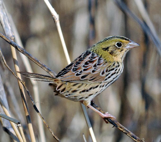 Henslow's Sparrow coloring #2, Download drawings