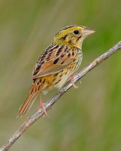 Henslow's Sparrow coloring #1, Download drawings