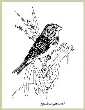 Henslow's Sparrow coloring #18, Download drawings