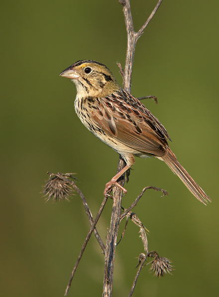 Henslow's Sparrow coloring #8, Download drawings