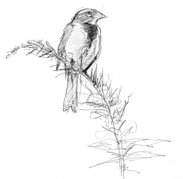 Henslow's Sparrow svg #12, Download drawings