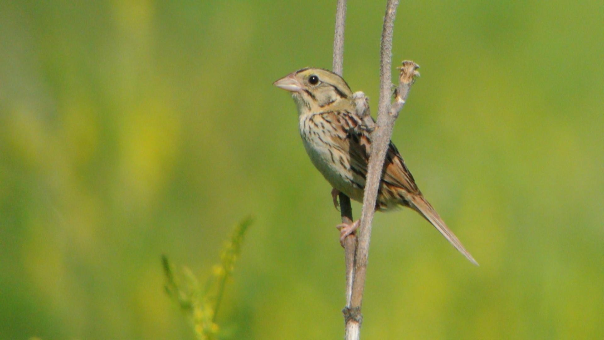 Henslow's Sparrow svg #9, Download drawings