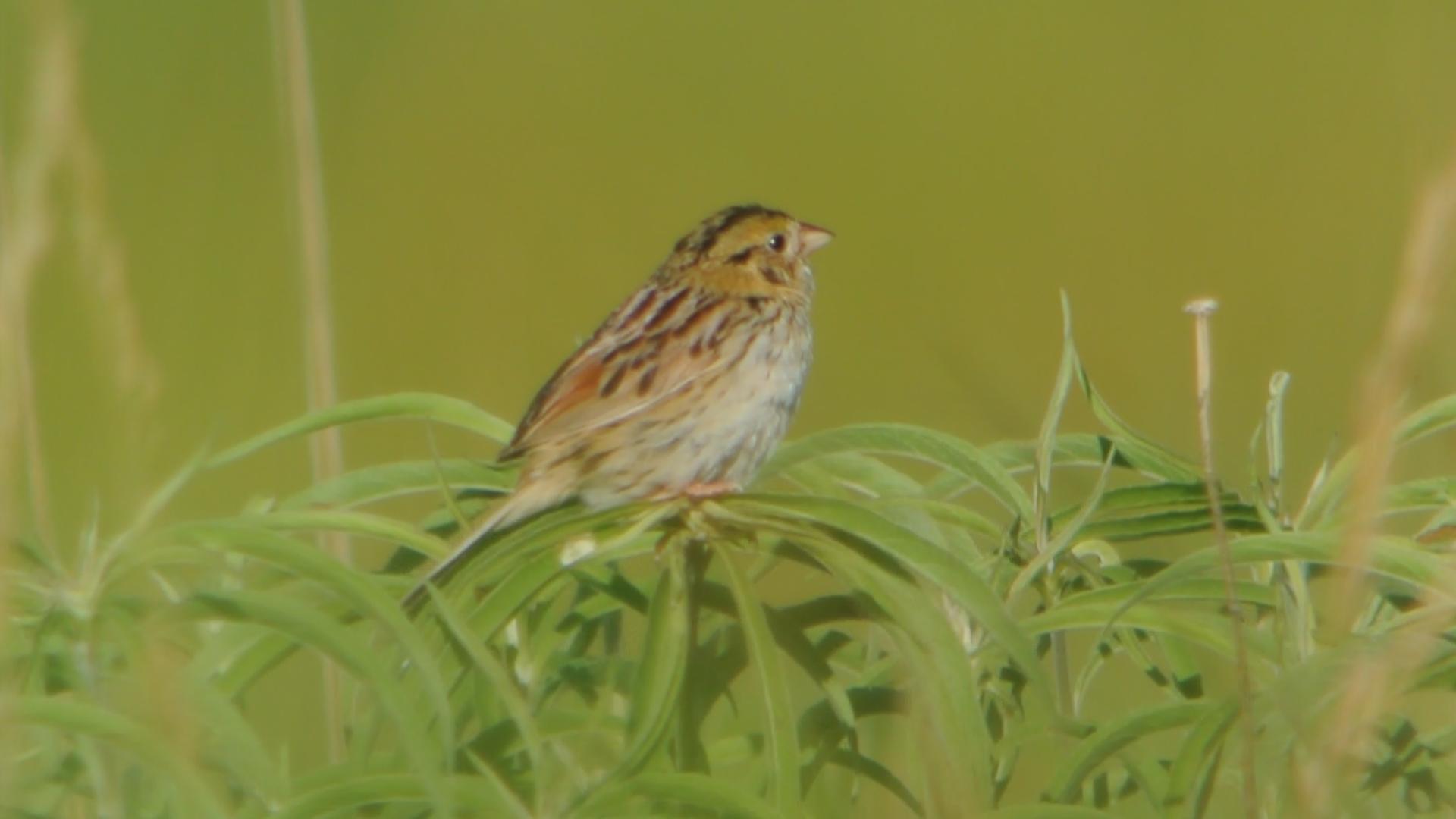 Henslow's Sparrow svg #17, Download drawings