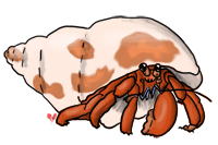 Hermit Crab clipart #19, Download drawings