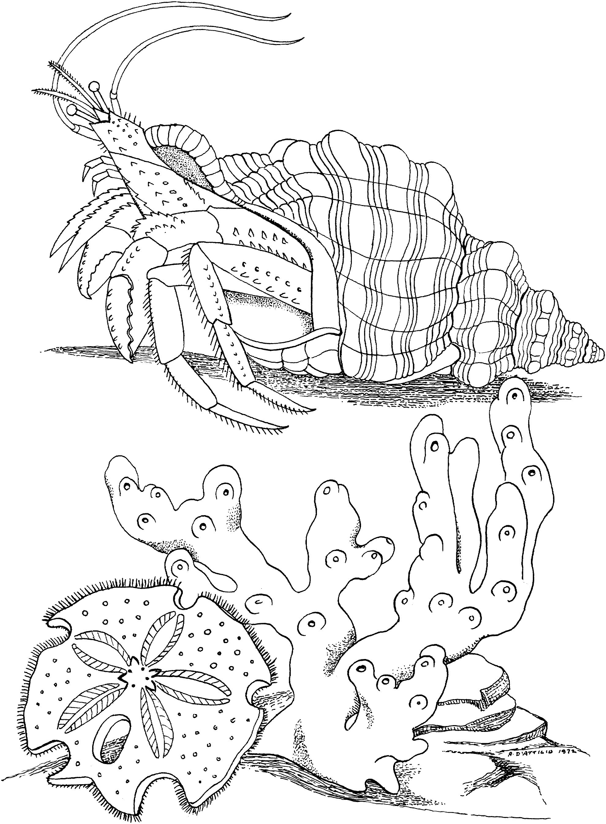 Hermit Crab coloring #9, Download drawings