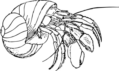 Hermit Crab coloring #13, Download drawings