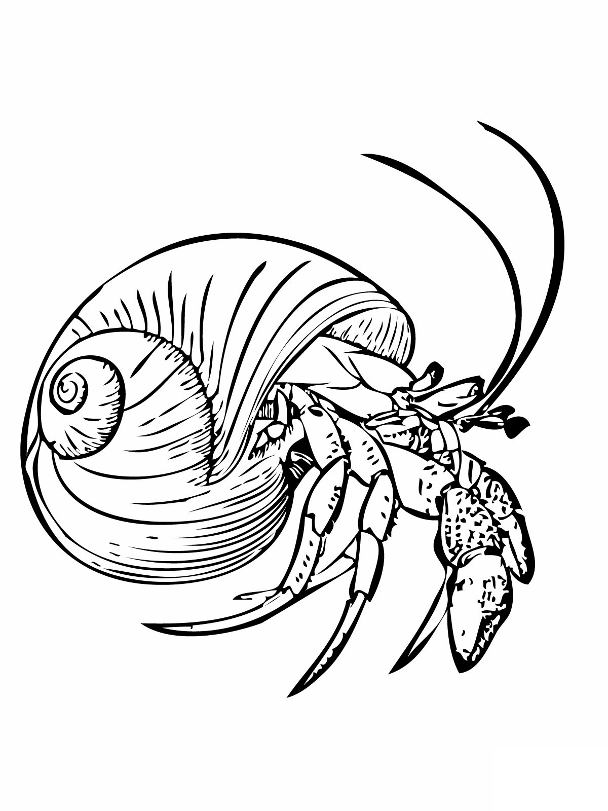Hermit Crab coloring #3, Download drawings