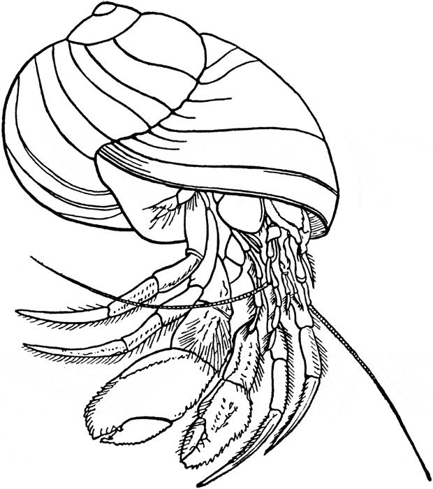 Hermit Crab coloring #17, Download drawings