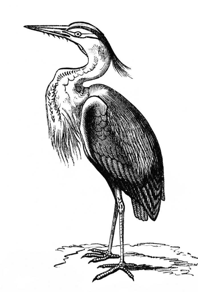 Heron clipart #19, Download drawings