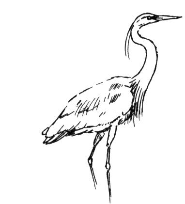 Heron coloring #12, Download drawings