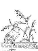 Heron coloring #16, Download drawings
