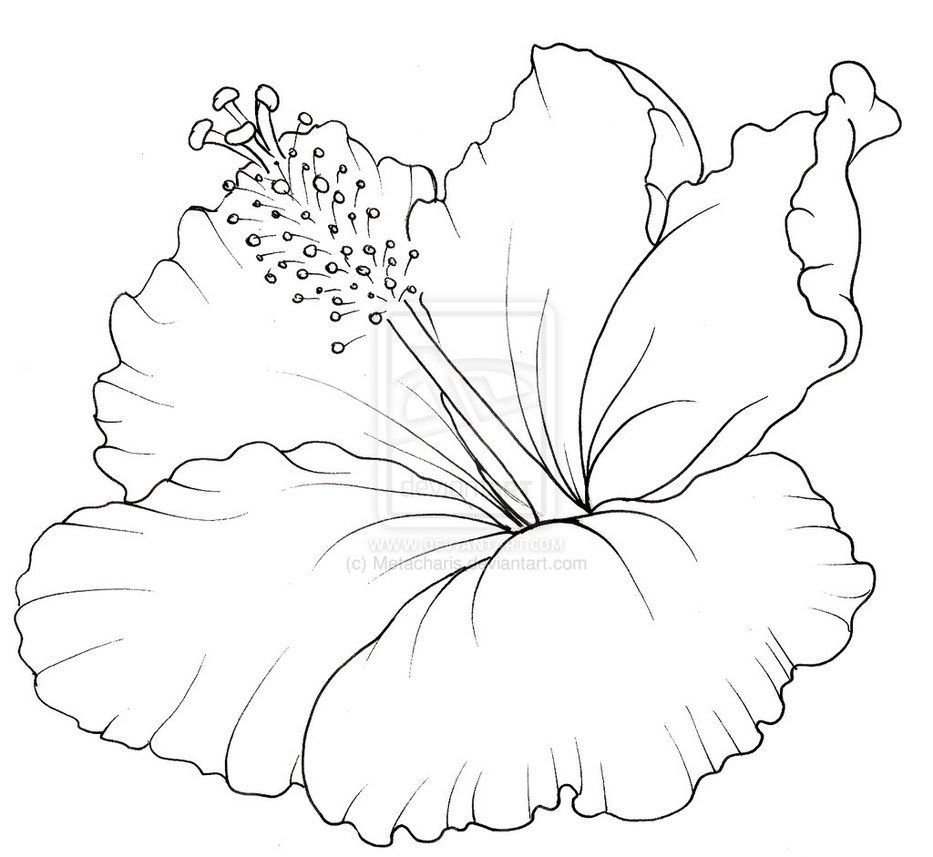 Hibiscus coloring #11, Download drawings