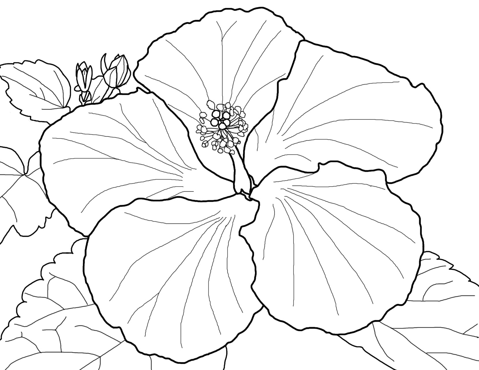 Hibiscus coloring #13, Download drawings