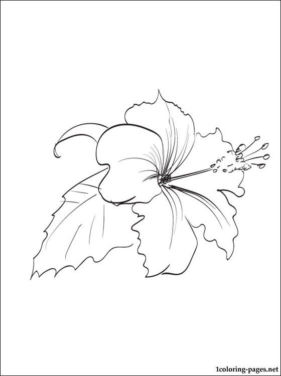 Hibiscus coloring #5, Download drawings