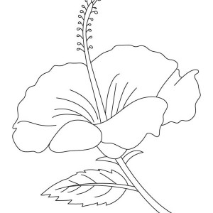 Hibiscus coloring #10, Download drawings