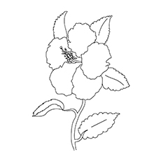 Hibiscus coloring #2, Download drawings