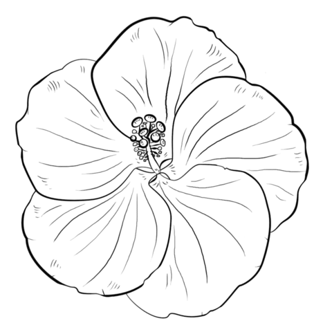 Hibiscus coloring #15, Download drawings