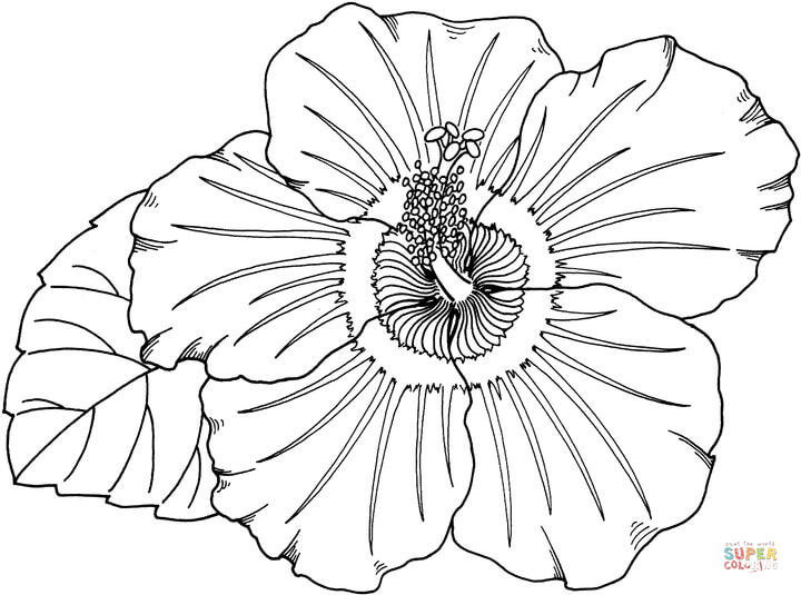 Hibiscus coloring #7, Download drawings