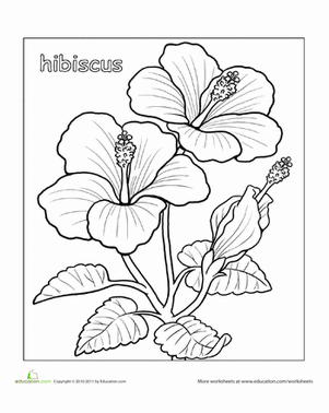 Hibiscus coloring #17, Download drawings