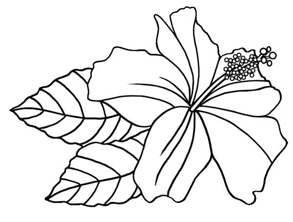 Hibiscus coloring #14, Download drawings