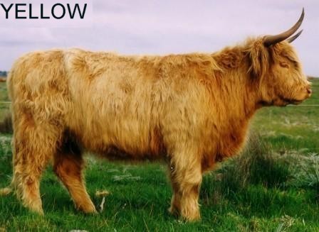 Highland Cattle coloring #4, Download drawings