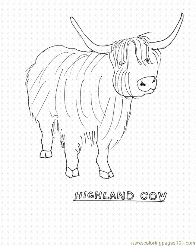 Highland Cattle coloring #20, Download drawings