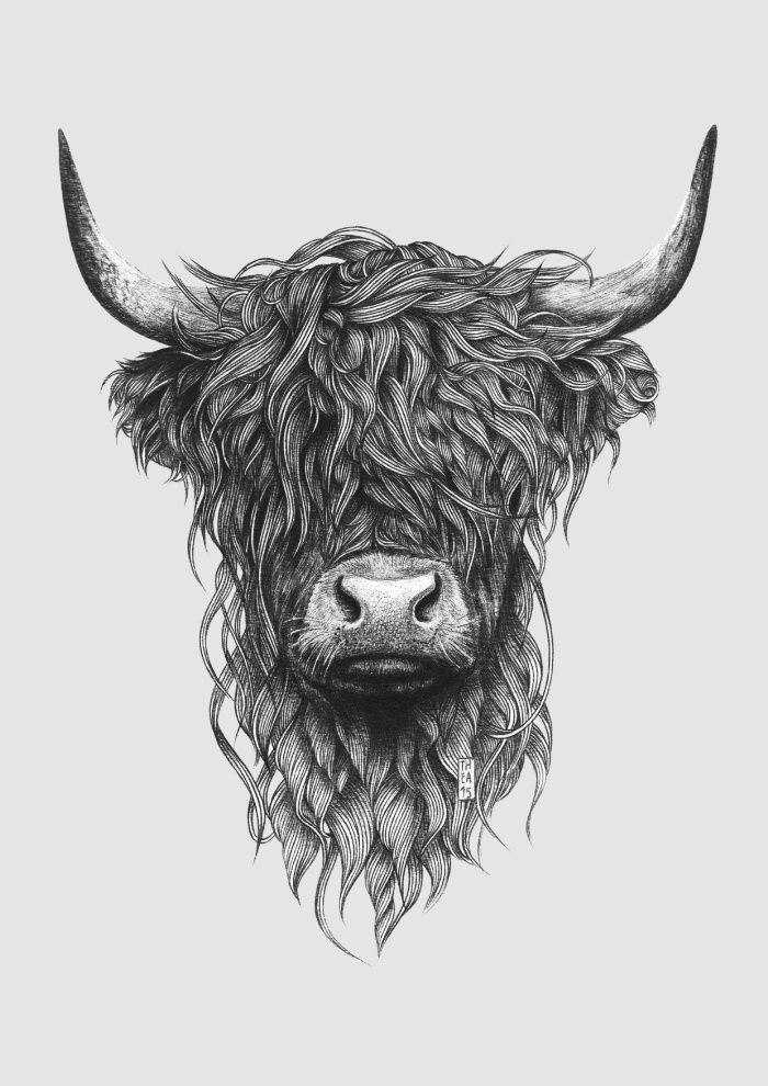 Highland Cattle svg #14, Download drawings