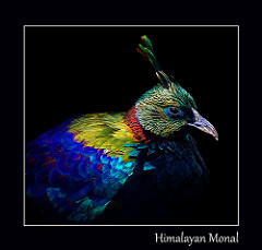 Himalayan Monal coloring #9, Download drawings