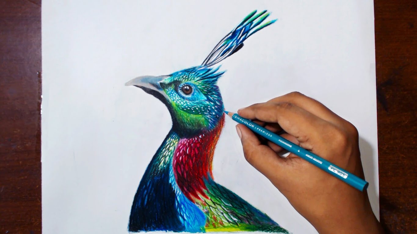 Himalayan Monal coloring #1, Download drawings