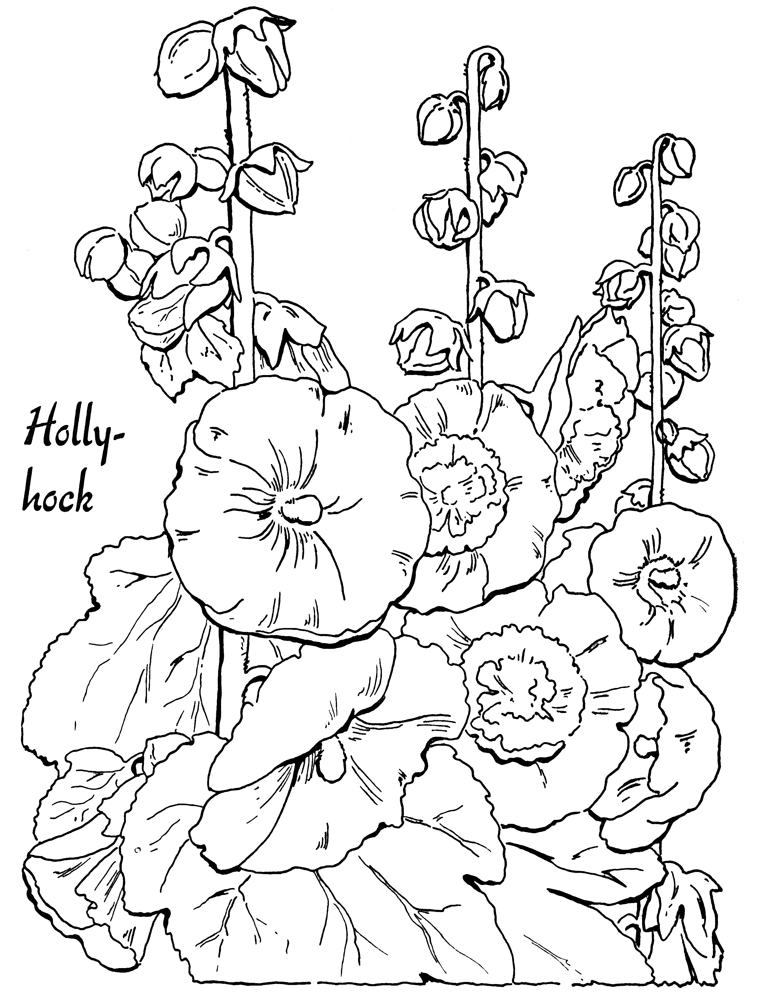 Hollyhocks coloring #1, Download drawings