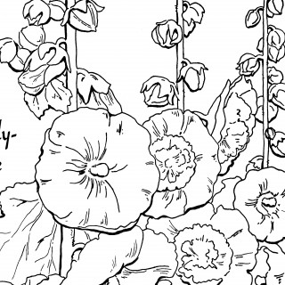 Hollyhocks coloring #19, Download drawings