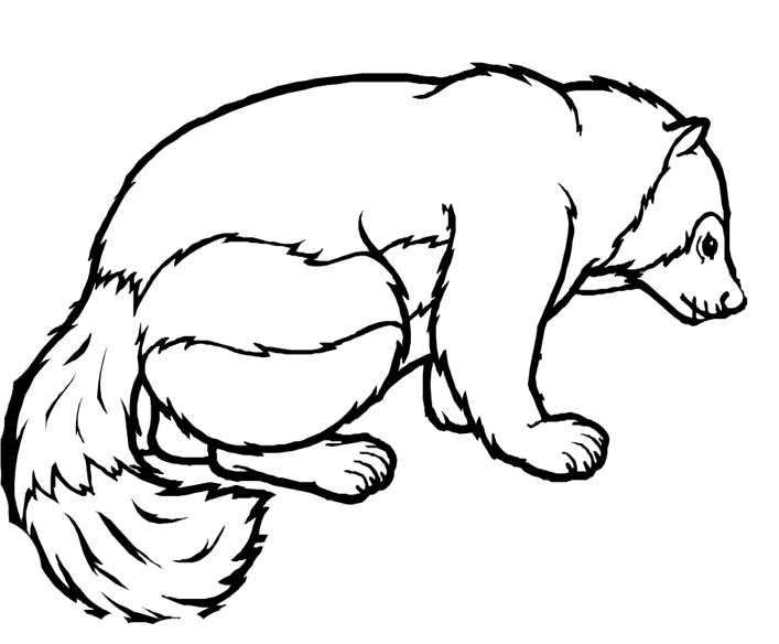 Honey Badger coloring #3, Download drawings