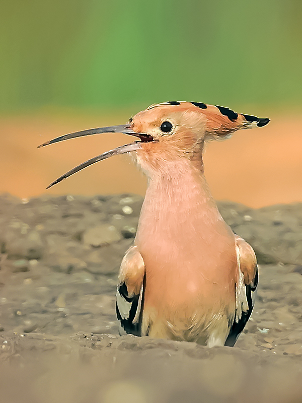 The Hoopoe Close Up svg #18, Download drawings