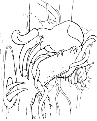 Hornbill coloring #8, Download drawings