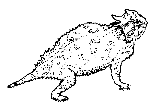 Horned Lizard coloring #14, Download drawings