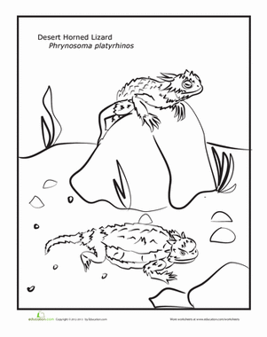 Horned Lizard coloring #12, Download drawings