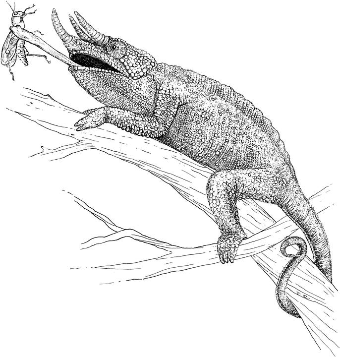 Horned Lizard coloring #4, Download drawings
