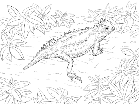 Horned Lizard coloring #11, Download drawings