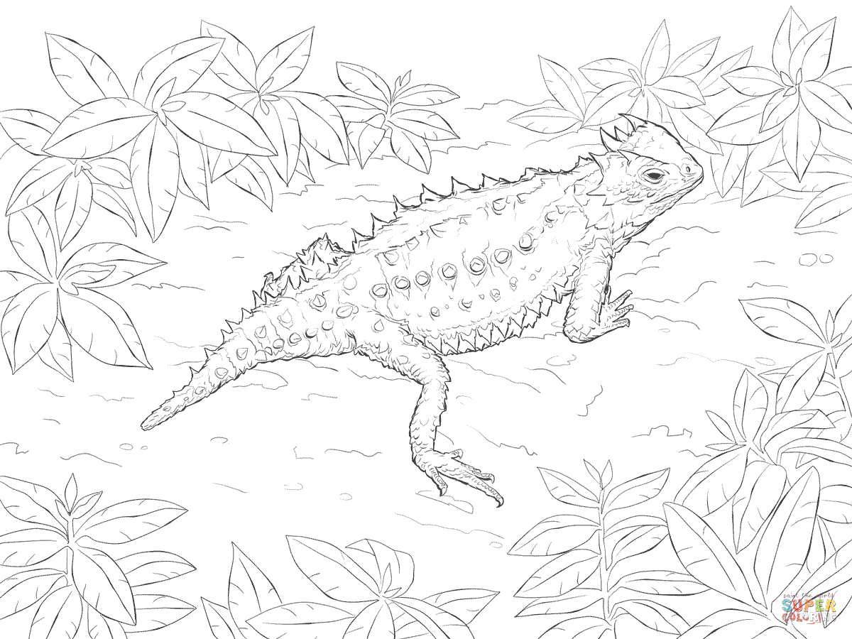 Horned Lizard coloring #7, Download drawings