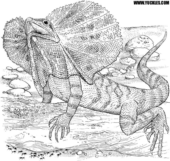 Horned Lizard coloring #3, Download drawings