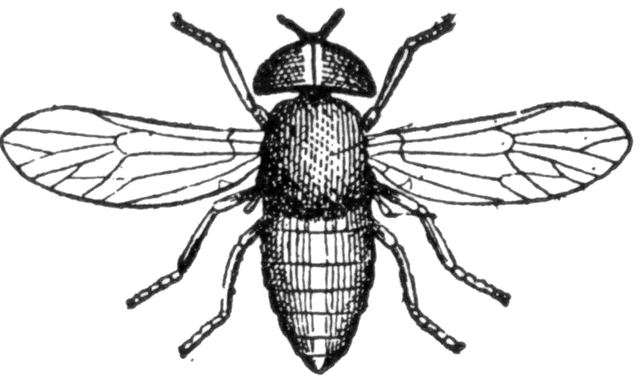 Horse-fly clipart #19, Download drawings