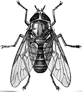 Horse-fly clipart #20, Download drawings