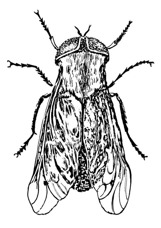 Horse-fly coloring #4, Download drawings