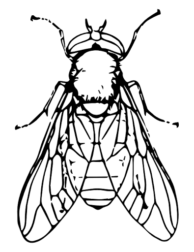 Horse-fly coloring #20, Download drawings