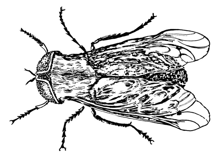 Horse-fly coloring #11, Download drawings