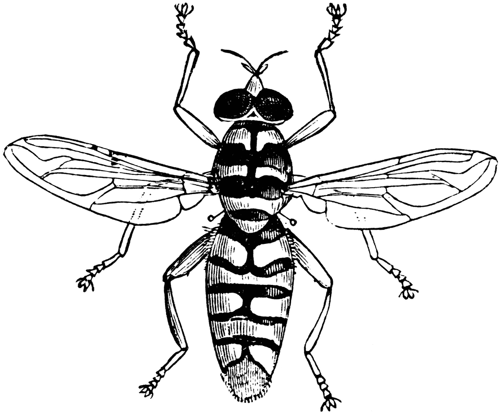 Syrphid Flies clipart #15, Download drawings